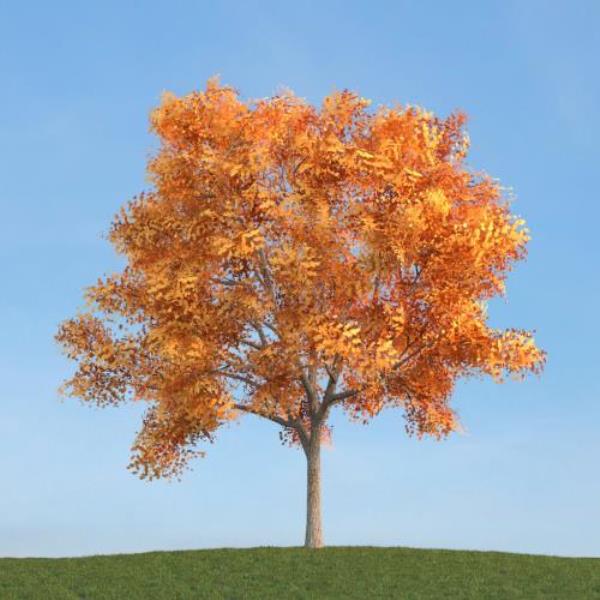 درخت پاییز - دانلود مدل سه بعدی درخت پاییز - آبجکت سه بعدی درخت پاییز - دانلود آبجکت سه بعدی درخت پاییز -دانلود مدل سه بعدی fbx - دانلود مدل سه بعدی obj -Autumn Tree 3d model free download  - Autumn Tree 3d Object - Autumn Tree OBJ 3d models - Autumn Tree FBX 3d Models - پاییز - fall 